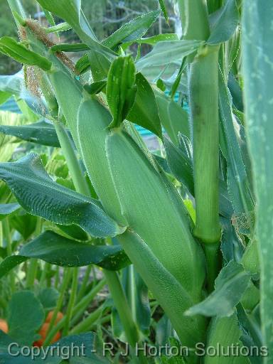 Corn ear_2 